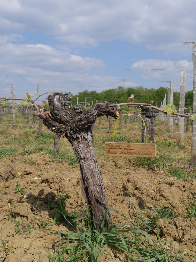 Виноградник на урожай